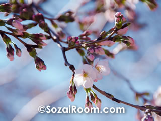 二分咲きの桜