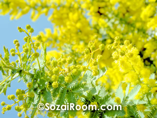 ミモザの黄色い花